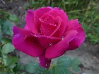 P1510261.webp