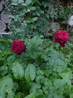 P1510300.webp