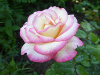 P1510358.webp