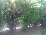 IMG_8584.jpg