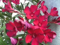 BILD4543.webp