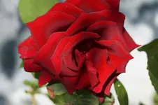 _DSC9185.webp