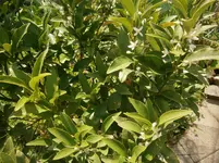 P8290203.webp