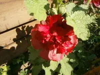 P8290208.webp
