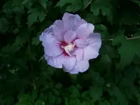 P8290212.webp