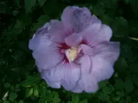 P8290214.webp