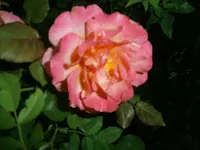 P8290216.webp