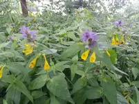 20150621_152100.jpg