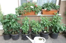 IMG_7644.webp
