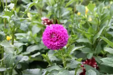 IMG_7649.webp