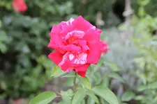 IMG_7653.webp