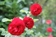 IMG_7654.webp