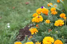 IMG_7736.webp