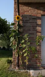 Forum  Sonnenblume 40D_2015_08_29_01323.webp