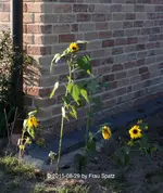 Forum Sonnenblume 40D_2015_08_29_01324.webp