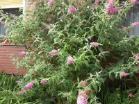 HPIM1591.webp