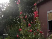 HPIM1592.webp