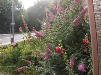 HPIM1594.webp