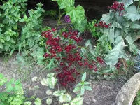 HPIM1597.webp