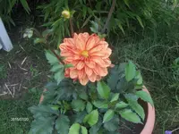 HPIM1599.webp