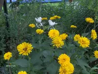 HPIM1600.webp