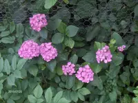 HPIM1602.webp