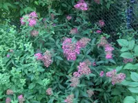 HPIM1603.webp