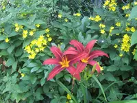 HPIM1605.webp