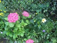 HPIM1606.webp