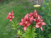 HPIM1607.webp
