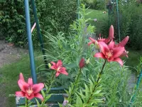 HPIM1608.webp