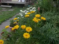 HPIM1610.webp