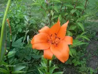HPIM1611.webp