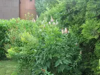 HPIM1613.webp