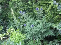 HPIM1614.webp