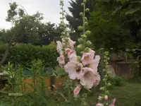HPIM1616.webp