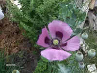 HPIM1618.webp