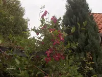 HPIM1620.webp