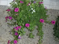 HPIM1621.webp