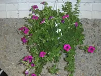 HPIM1622.webp
