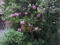 HPIM1623.webp