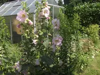 HPIM1645.webp