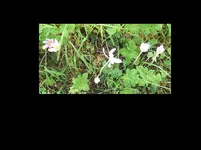 Wiesenblumen Zellertal.webp