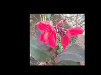 C. Du.-Rot Maria.jpg