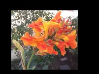 C. Baumarkt 2. Blüte.jpg