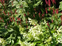 DSCN9618.webp