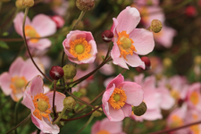 Herbstanemome_Blüten_Knospen_rosa_dunkelrot_grün_makro_900.webp