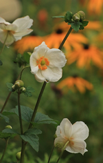 japanische Anemone_weiss_grün_orange_800.webp