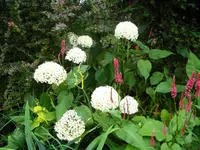DSCN9525.webp