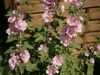 P8300220.webp